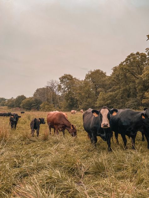 Old Farm Astethic, Farmer Life Aesthetic, Cattle Farm Aesthetic, Southern Farm Aesthetic, Farm Land Aesthetic, Farm Asthetic Picture, Farmer Astethic, Cow Farm Aesthetic, Pasture Aesthetic