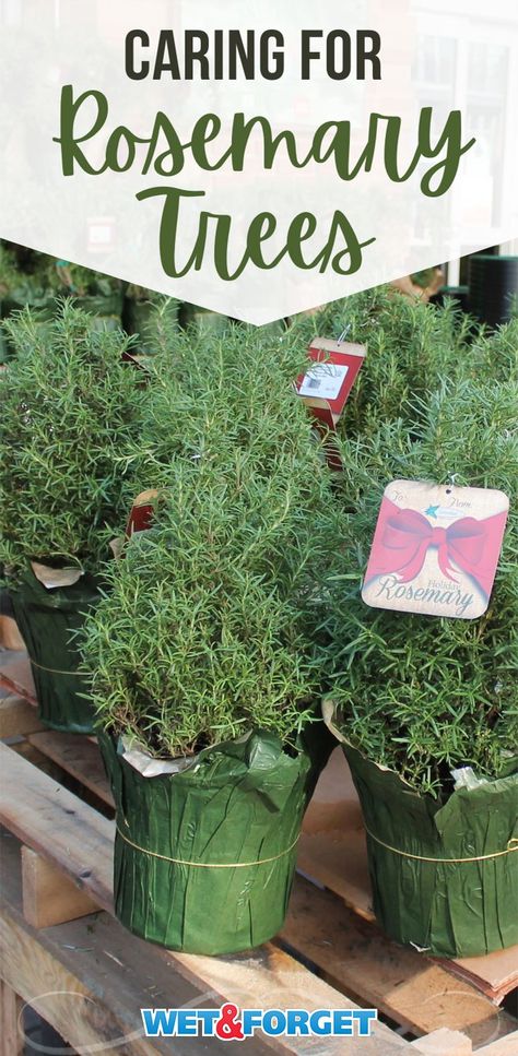 How To Care For Rosemary Plant Indoors, Rosemary Christmas Tree Decorating Ideas, Rosemary Tree Christmas, Rosemary Plant Care, Rosemary Christmas Tree, Christmas Tree Care, Rosemary Tree, Conifer Garden, Growing Rosemary