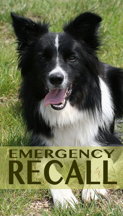 Teach your dog the important emergency recall Puppy Training Guide, Puppy Time, Diy Dog Collar, Reactive Dog, Dog Fun, Pet Projects, House Training Dogs, Dog Information, Animals Pictures