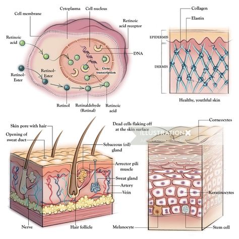 Skin Illustration, Beauty Vlog, Skin Anatomy, Anatomy Illustration, Esthetician School, Facial Anatomy, College Beauty, Skin Facts, Basic Anatomy And Physiology