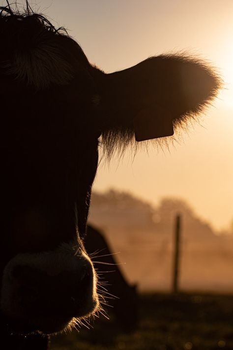 Cow Sunset Wallpaper, Cow Esthetics, Cute Country Wallpapers For Phones, Boho Country Wallpaper Iphone, Moody Country Aesthetic, Cow Asthetic Picture, Cow Background Aesthetic, Aesthetic Cow Print Background, Western Vibes Wallpaper