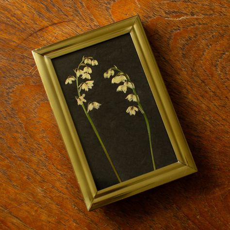 Beautiful pressed lily of the valley, in pretty vintage frames. These gorgeous little botanical bells are a symbol of happiness, love and luck. 🤍 #lilyofthevalley #symbolicflowers #floriography #interiorstyling Dried Lily Of The Valley, Diy Herbarium, Gothic Gallery Wall, Symbol Of Happiness, Wild Geranium, Flower Pressing, Love And Luck, Flower Press, Lily Of The Valley Flowers