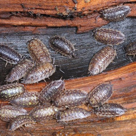 Common in home gardens and landscaped areas, rolly pollies feed primarily on decaying matter and are important in the decomposition process. Potato Bugs, Rolly Polly, Woodlice, Organic Insecticide, Pill Bug, Lawn Pests, Natural Pesticides, Baking Soda Cleaning, Garden Bugs