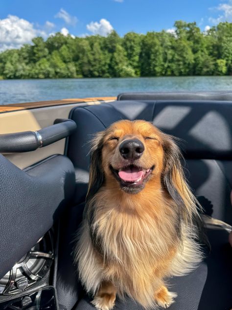 Long-haired dachshund on Turner Lake Long Hair Dachshund, Dream Pet, Long Haired Dachshund, Weenie Dogs, Wolves, Dachshund, Long Hair, Puppies, Lake