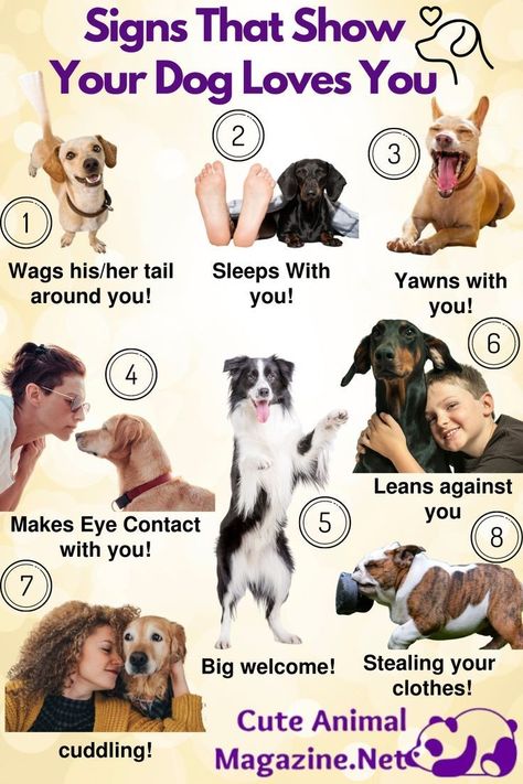 Fun Facts About Dogs, Dog Body Language, Dog Behavior Problems, Dog Language, Dog Brain, Dog Facts, Puppy Care, Dog Training Obedience, Dog Behavior