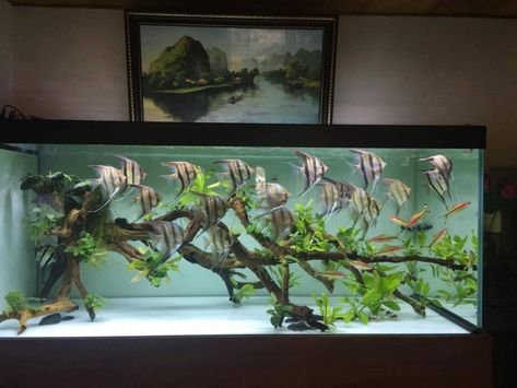 Big Aquarium Living Rooms, Square Aquarium, Paludarium Ideas, Discus Tank, Aquascape Ideas, Big Aquarium, Aquascape Design, Tropical Fish Aquarium, Tropical Freshwater Fish