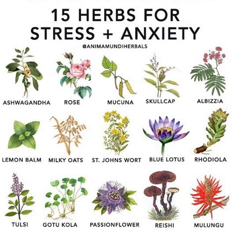 Light Cellar on Instagram: “Calm in a Cup These are some of the best herbs to be taking right now Stress affects us so much especially your immune system If you…” Herbalist Recipes, Wicca Aesthetic, Witch Info, Apothecary Aesthetic, Earth Medicine, Vibrational Medicine, Magickal Herbs, Witch Herbs, Medical Herbs