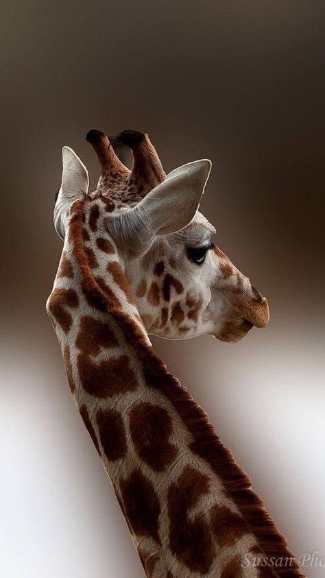 African Animals Photography, Giraffe Photography, Giraffe Costume, Giraffe Pictures, Collection Board, Funny Giraffe, Giraffe Art, Cute Giraffe, Silly Animals