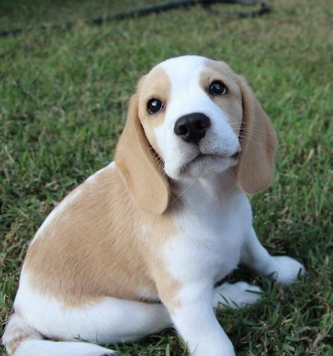 Lemon Beagle Beagle Facts, Lemon Beagle, Beagle Dogs, Pocket Beagle, Cute Beagles, Beagle Puppy, Beagle Dog, Puppy Care, Popular Dog