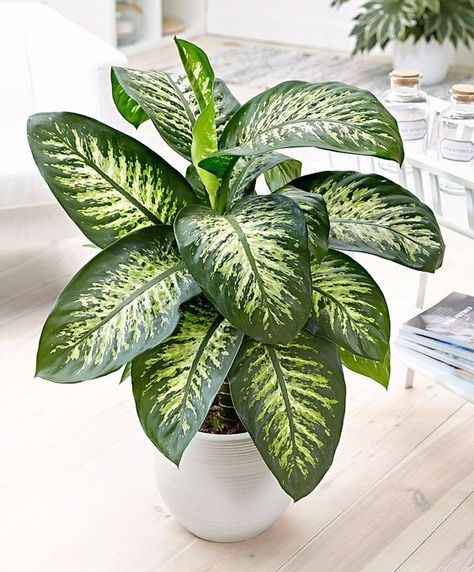 Searching for a way to improve your mood and reduce stress while stuck inside? You need house plants!! ✨🌿Click to read about the 5 best plants to grow inside your home.👇 . . . #houseplant #plants #indoorplants #homedecor #home #stayhome #stayathome #greenthumb #stress #grow Dieffenbachia Houseplant, Snow Plant, Easy Care Houseplants, Tanaman Indoor, Tanaman Pot, White Pot, Poisonous Plants, Decoration Plante, Plant Decor Indoor