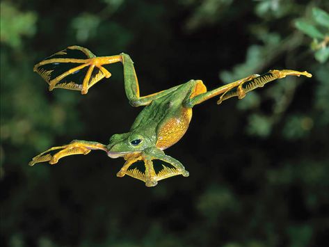 Here's a fresh look at God's creativity in the animal kingdom: https://www.icr.org/article/10387 Amphibians Activities, Flying Frog, Glass Frog, Dart Frog, Frog And Toad, Tree Frogs, Reptiles And Amphibians, Weird Animals, Animal Wallpaper