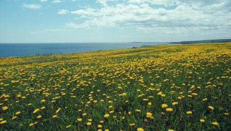 Prairies are among the most widely found biomes on the planet. Dandelion Meaning, Milk Thistle Tea, Dandelion Benefits, Dandelion Root Tea, Dandelion Tea, Dandelion Leaves, Dig Deeper, Dandelion Root, Favorite Flower