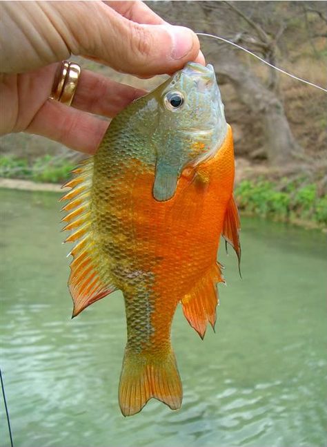 Longear Sunfish, Bluegill Fishing, Sun Fish, Frio River, Bow Fishing, Fish Paintings, Rare Fish, Drawn Fish, Lure Making