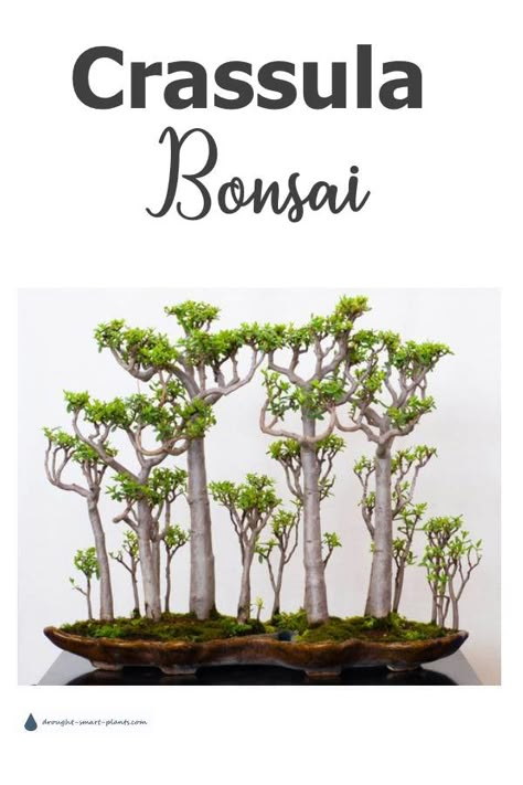 Crassula Bonsai, Jade Plant Bonsai, Bonsai Diy, Bonsai Making, Tiny Trees, Jade Bonsai, Bonsai Forest, Jade Tree, Bonsai Tree Types