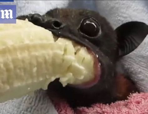 Bat Eating, Funny Animal Photos, Cute Bat, Silly Cats Pictures, Pretty Animals, Silly Animals, Very Funny Pictures, Cute Animal Photos, Animal Jokes