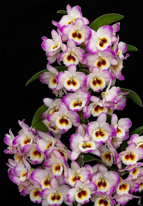 Dendrobium nobile © by j.lacerda Dendrobium Nobile, Orchid Photography, Orchid Varieties, Virtual Flowers, Rare Orchids, Exotic Orchids, Dendrobium Orchids, Orchids Garden, Blue Orchids