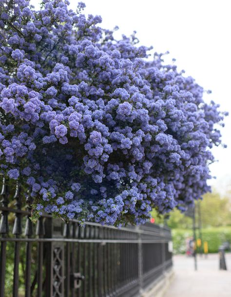 The Ivy Chelsea, California Lilac, Flower Magazine, Chelsea Garden, Greenwich Park, Lilac Tree, Blue And Purple Flowers, Her Book, Beautiful Flower Arrangements