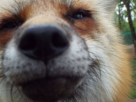 Fox's Nose by SheltieWolf on DeviantArt Fox Nose, Silly Fox, Wolf Hybrid, Dog Photograph, Pet Fox, Wild Dogs, Fox Art, Animal Photo, Online Art Gallery