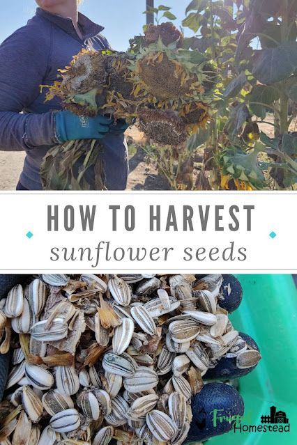 How To Harvest Sunflower Seeds, Harvest Sunflower Seeds, Harvesting Sunflower Seeds, Types Of Sunflowers, Growing Sunflowers, Homegrown Food, Country Kids, Garden Recipes, Happy Flowers