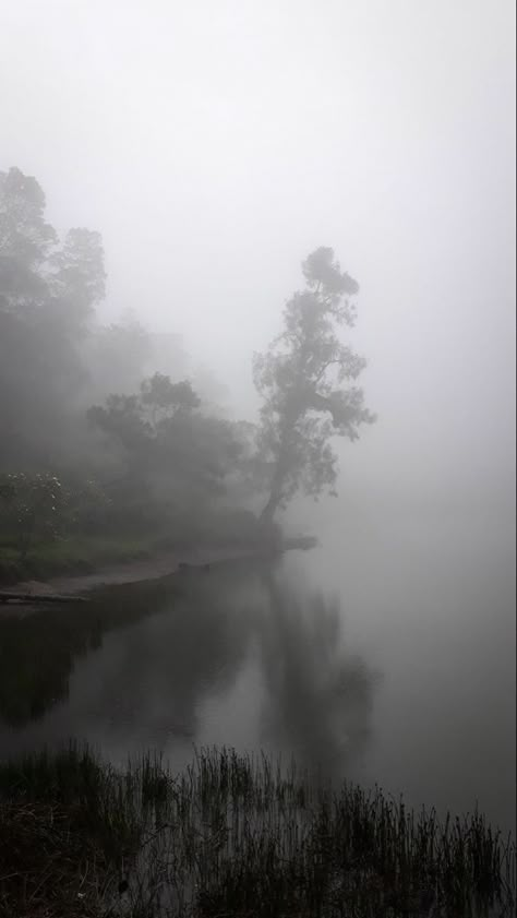 Paradis Sombre, Foggy Nature, Scandinavian Landscape, Misty Lake, Dark Naturalism, Dark Forest Aesthetic, Rainy Day Aesthetic, Dark Landscape, Dark Green Aesthetic