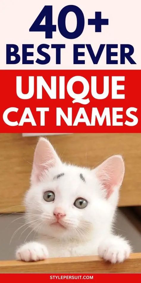 UNIQUE CAT NAMES Male Cat Names Unique List, Boy Cat Names Unique, Female Cat Names Unique, Male Cat Names Unique, Cat Names Boy, Cat Names Male, Best Cat Names, Kitten Names Unique, Names For Male Cats