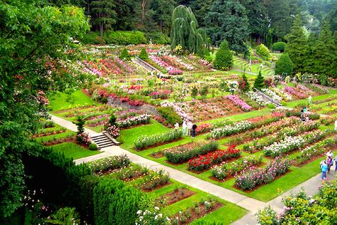 The groundwork for the “City of Roses” was pretty firmly established when WWI began and Europe’s hybrid roses were in danger of being destroyed by bombings. In 1918, hybridists from England began sending their roses to the International Rose Test Garden in Portland. The garden was dedicated in 1924. 1859 Magazine Portland Winter, Portland Garden, Garden Winter, Oregon Portland, Portland Travel, Portland City, Origami Ideas, Washington Park, Garden Weddings