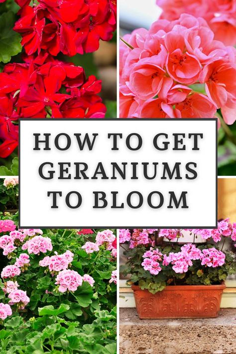 Geranium Garden Flower Beds, Geraniums In Flower Beds, How To Care For Geraniums In Pots, Pink Geranium Planter Ideas, Geranium Containers, Geraniums In Pots Ideas, Geraniums In Containers, Uređenje Dvorišta, Geranium Planters