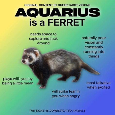 Aquarius Animal, Aquarius Men Love, Aquarius Characteristics, Aquarius Personality Traits, Aquarius Personality, Aquarius Aesthetic, A Ferret, Aquarius Traits, Aquarius Truths