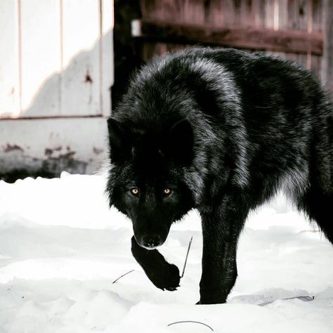 1,532 Likes, 8 Comments - Wolf (@wolf_passions) on Instagram: “Black wolf 😍🐺🖤 - 📷 By: @colorado_wolf   - For more Wolf Content please kindly Follow us!!🖤 🐺…” Wolf Poses, Black Wolves, Cool Wolf, Wolf Hybrid, Wolf Photography, Wolf Stuff, Wolf Photos, Wolf Spirit Animal, Dire Wolf