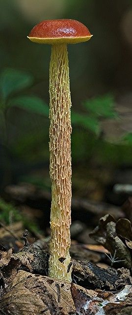 Mushroom Pretty Fungi, Forest Mushrooms Photography, Bolete Mushroom, Mushroom Mycelium, Mushrooms In Nature Forests, Lichen Moss, Plant Fungus, Slime Mould, Magic Mushroom