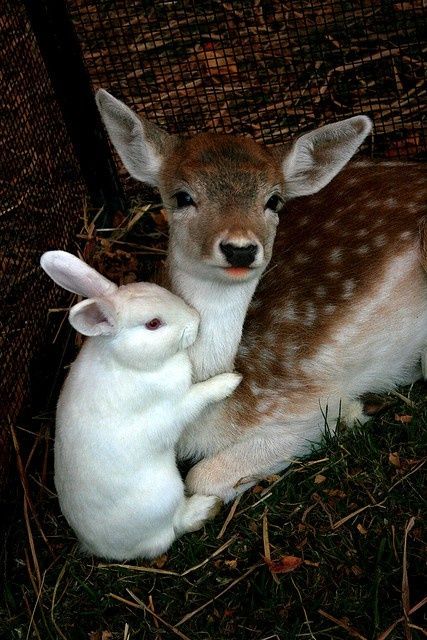 . Regnul Animal, Bambi And Thumper, White Rabbits, Animals Friendship, Baby Animals Pictures, Cute Creatures, Sweet Animals, Animal Photo, 귀여운 동물