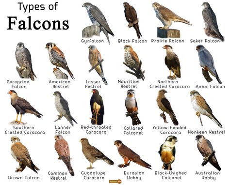 Types Of Falcons, Animal Evolution, Types Of Hawks, Animal Infographic, Bird Identification, Peregrine Falcon, Animal Science, Types Of Animals, Animal Species