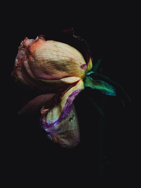 Decaying Flowers, Billy Kidd, Billy Kid, Dead Flowers, Growth And Decay, Trendy Flowers, Purple And Green, Dark Floral, Commercial Photographer