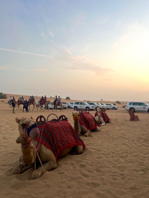 #dubai #desertsafari #camel #camelride #traveldubai #traveldiaries #dxb #uae #desert #humid Dubai Camel, Uae Desert, Desert Safari, Dubai Desert, Desert Dream, Dubai Travel, Arab Emirates, Fake Story, Pic Ideas