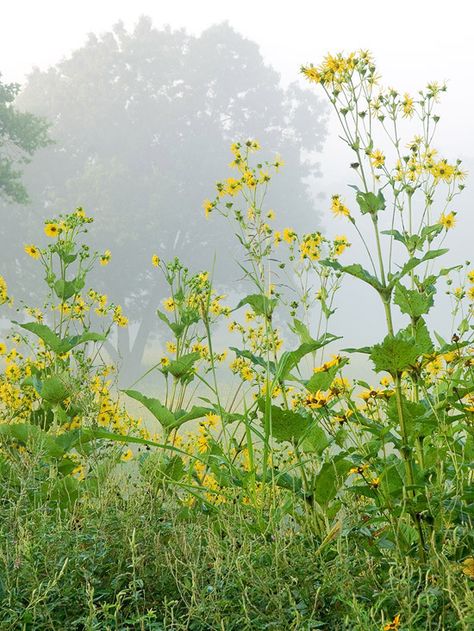 Flower Bought, Water For Birds, Tall Perennial Flowers, Tall Perennials, Garden Backdrop, Prairie Flowers, Big White Flowers, Golden Meadow, Cup Plant