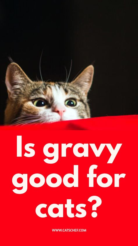 Cat Gravy Recipe, Chicken Gravy From Broth, White Gravy Recipe, Cat Diet, Best Cat Food, Canned Cat Food, Cat Things, Homemade Cat, Siberian Cat