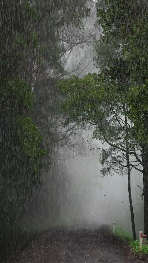 숲 사진, Rain Sounds For Sleeping, Rainy Day Aesthetic, Relaxation Music, I Love Rain, Rain Sounds, Afrique Art, Dark Green Aesthetic, Dark Nature Aesthetic