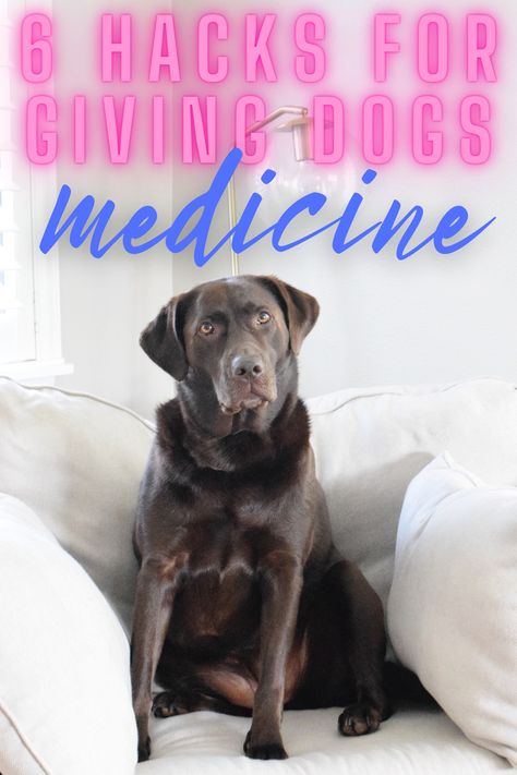 6 Hacks To Get Dogs To Take Medicine Dog Medicine Tricks, Medicine Safe For Dogs, Dog Medicine, Carrot Dogs, Meds For Dogs, Medication For Dogs, Dog Health Tips, Dog Hacks, Free Dogs