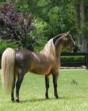 american shetland pony | chestnut american shetland pony | Flickr - Photo Sharing! Chestnut Pony, Common Horse Breeds, American Shetland Pony, British Spotted Pony, Shetland Pony Foal, Ponies For Sale, Palomino Shetland Pony, Miniature Shetland Pony, Pony Breeds