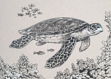 Hawksbill Sea Turtle Drawing, Turtle Sketch, Sea Turtle Drawing, Turtle Drawing, Turtle Tattoo, Surf Art, Ocean Animals, Ocean Art, Line Art Drawings