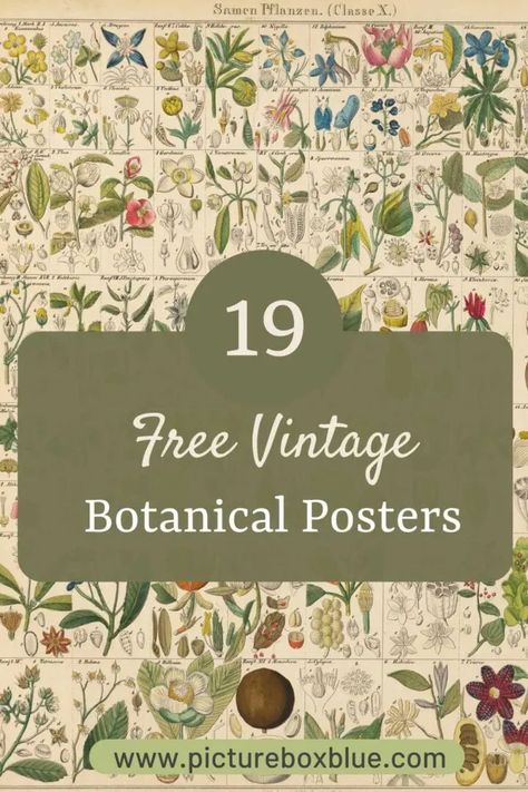 Stunning Vintage Botanical Prints from Oken’s Natural History - Picture Box Blue Vintage Botanical Prints Flowers, Free Botanical Printables, Botanical Prints Free, Botanical Images, Nature Sketchbook, Botanical Printables, Botanical Posters, Herb Prints, Botanical Fashion