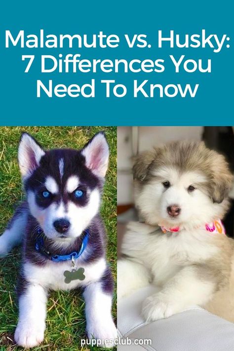 malamute-vs-husky Alaskan Husky Puppies, Cute Puppies Husky, Huskies Puppies, Alaskan Malamute Puppy, Malamute Puppy, Lab Mix Puppies, Alaskan Malamute Puppies, Malamute Husky, Puppy Fever