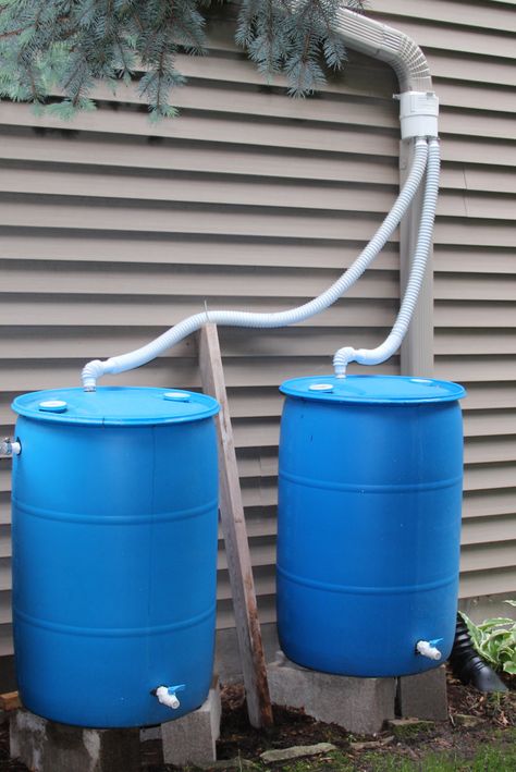 110 gallon rainwater harvesting capacity with reconditioned poly drums and RainReserve double capacity diverter kit Water Barrel Ideas, Harvesting Rain Water, Make A Rain Barrel, Rooftop Rainwater Harvesting, Rain Water Barrel, Tomato Container Gardening, Rain Water Harvesting, Barrels Diy, Backyard Drainage