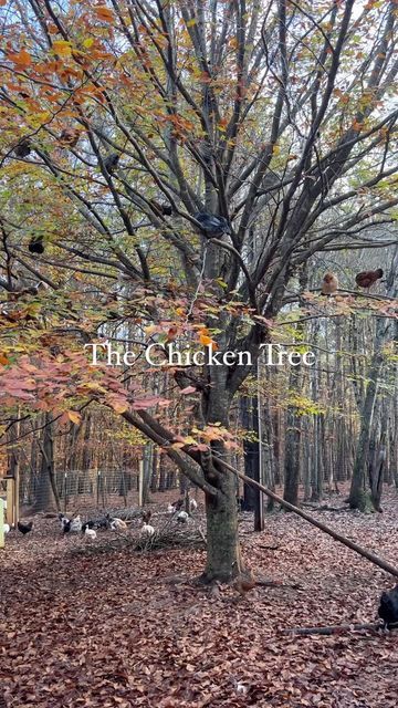 Autumn on Instagram: ">>The Tree<< First off - I am not trying to convince anyone to let their chickens roost in a tree, but am simply telling you about it. I get so many comments on this subject (mostly positive because people enjoy seeing them, but there are some haters.) Here in the U.S., it is a lot more common for keepers to have their chickens sleep in coops; however, many other cultures see this as something completely normal. For my flock, part of them sleep in the coop and then most c Chicken Tree, Autumn Chicken, Chicken Roost, Livestock Guardian Dog, Livestock Guardian, Chicken Coop Designs, Free Range Chickens, Chickens Backyard, Chicken Coop