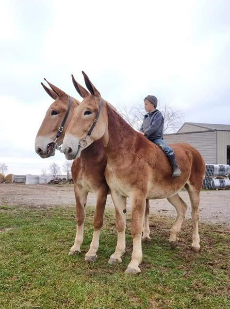 Draft Mules Animal, Draft Mule, Mules Animal, Show Jumping Horses, Pony Breeds, Horse Anatomy, Horse Costumes, Most Beautiful Horses, Pretty Animals