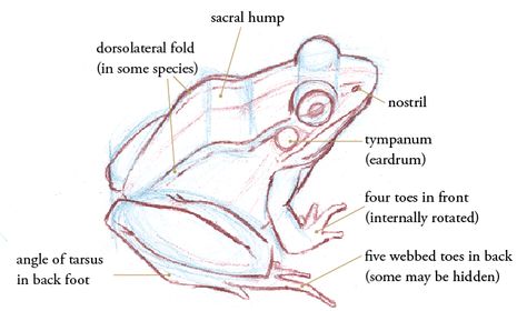 How To Draw Frogs and Toads - John Muir Laws Frog Sketch, Frog Drawing, Frog Illustration, Frog Art, Anatomy Drawing, Frog And Toad, Field Guide, Nature Journal, Toad