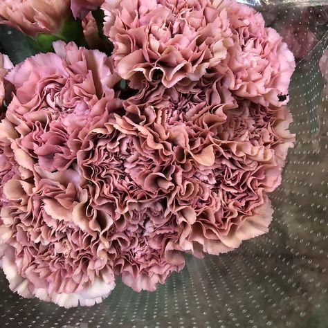 Greenleaf Tulsa on Instagram: “How about warm vintage pink carnations? These are my new favorites and they are called legge pink. The most perfect dusty/dirty pink carns.…” Antique Pink Carnation, Individual Flowers, Wedding Moodboard, Pink Carnations, Carnation Flower, Antique Pink, Wedding Mood Board, Pink Aesthetic, Dusty Pink