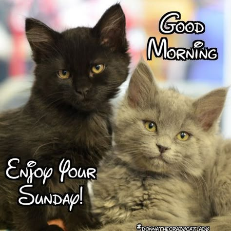 Cat Sunday Quotes, Kitten Good Morning, Cat Saying Good Morning, Animal Sayings, Good Morning Happy Weekend, Morning Winter, Good Morning Sunday Images, Good Morning Winter, Sunday Morning Memes