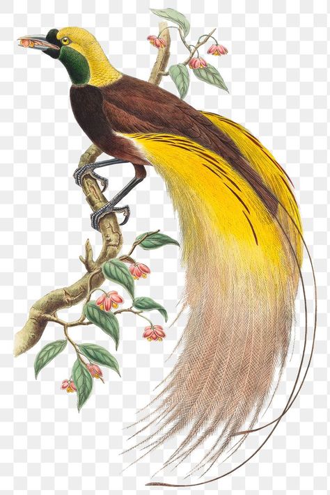 Bird Of Paradise Bird, Tropical Bird Drawing, Cendrawasih Illustration, Bird Of Paradise Art, Bird Of Paradise, Burung Cendrawasih Art, Bird Of Paradise Illustration, Tropical Bird Illustration, Papua Art Design