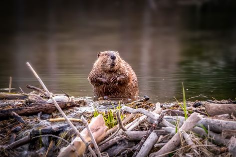 Why do beavers build dams? | Live Science Beaver Homes, North American Beaver, Keystone Species, Beaver Dam, Flood Damage, Nocturnal Animals, Living In Europe, Aquatic Plants, Exeter